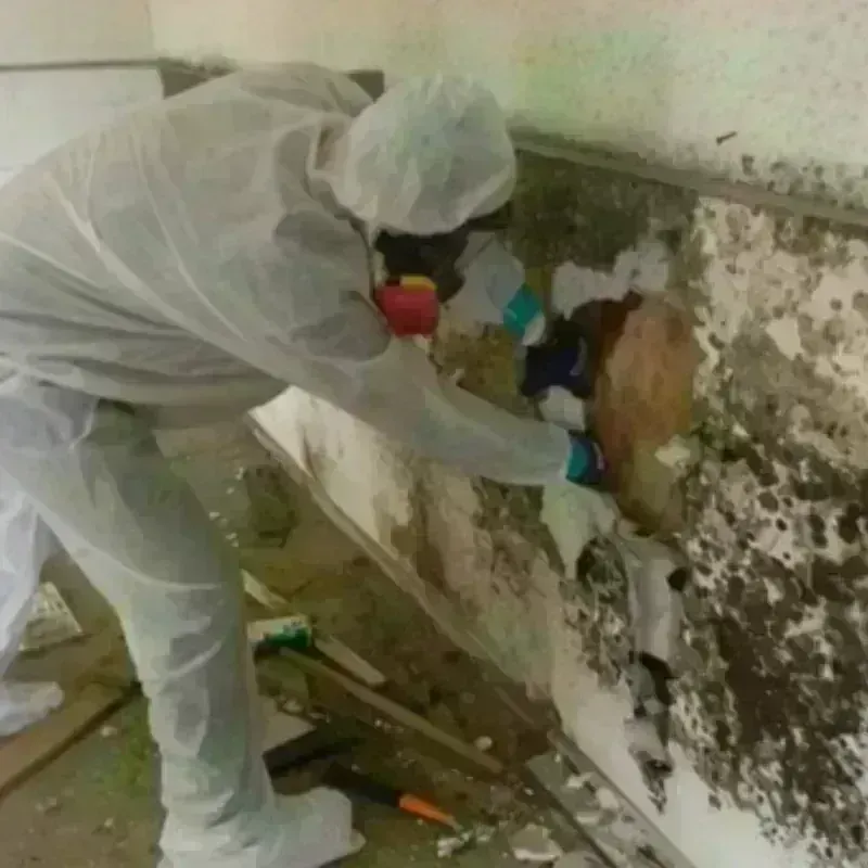 Mold Remediation and Removal in Chaparral, NM